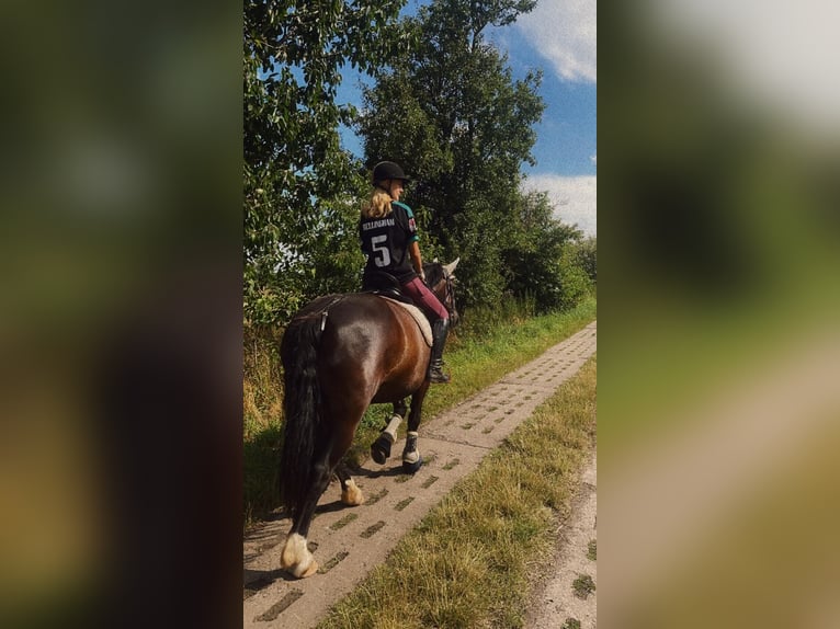 Warmblood polaco Yegua 12 años 155 cm Negro in Ohrsleben