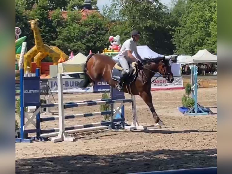 Warmblood polaco Yegua 12 años 165 cm Castaño in Papenhagen