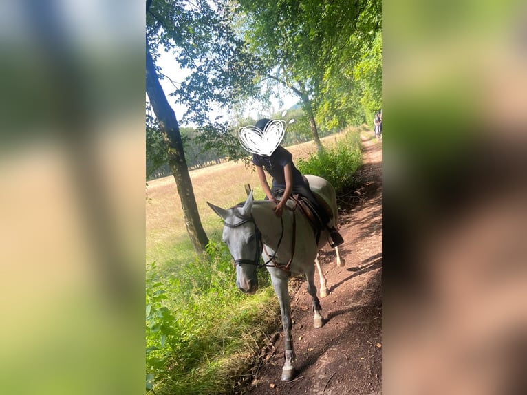 Warmblood polaco Yegua 13 años 158 cm Tordo rodado in Tholey