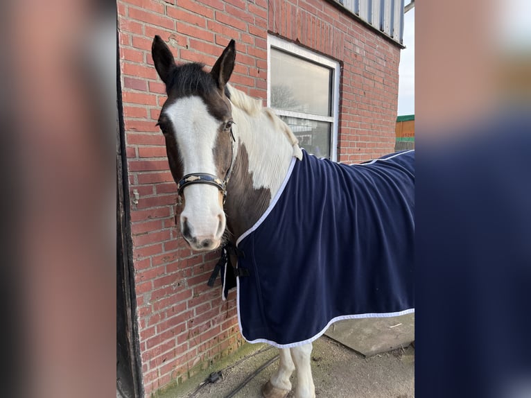 Warmblood polaco Mestizo Yegua 14 años 154 cm Pío in Traventhal