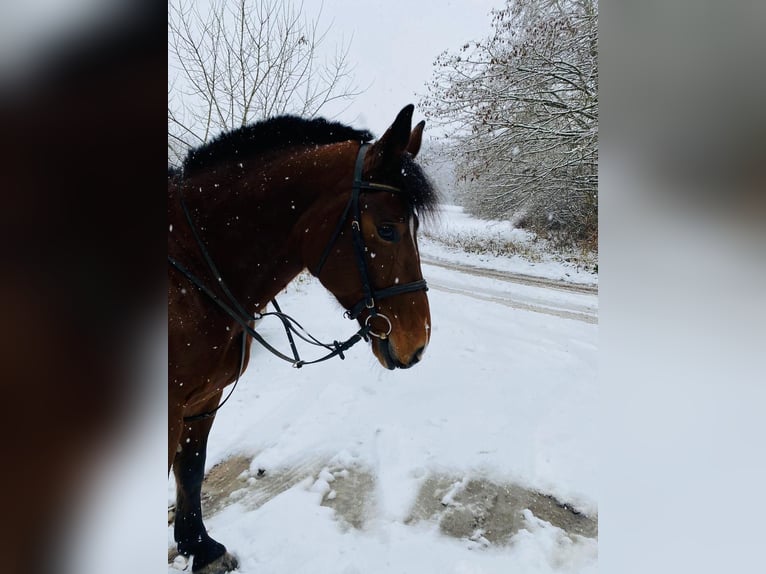 Warmblood polaco Yegua 14 años 165 cm Castaño in Ulm