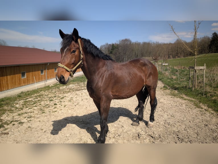 Warmblood polaco Yegua 14 años 165 cm Castaño in Ulm