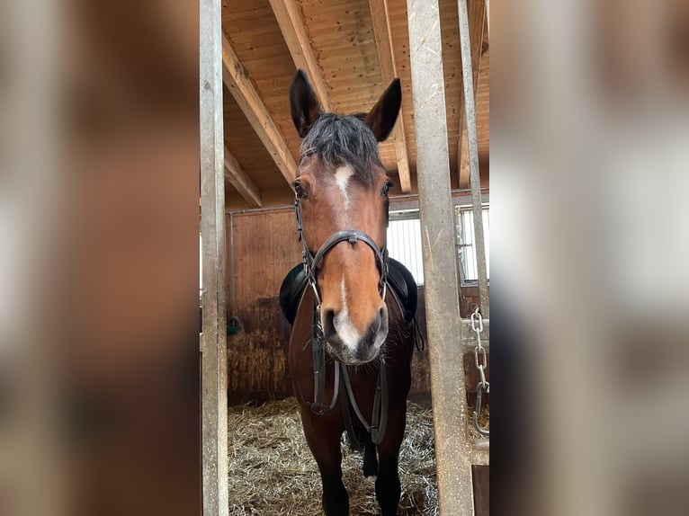 Warmblood polaco Yegua 14 años 165 cm Castaño in Ulm
