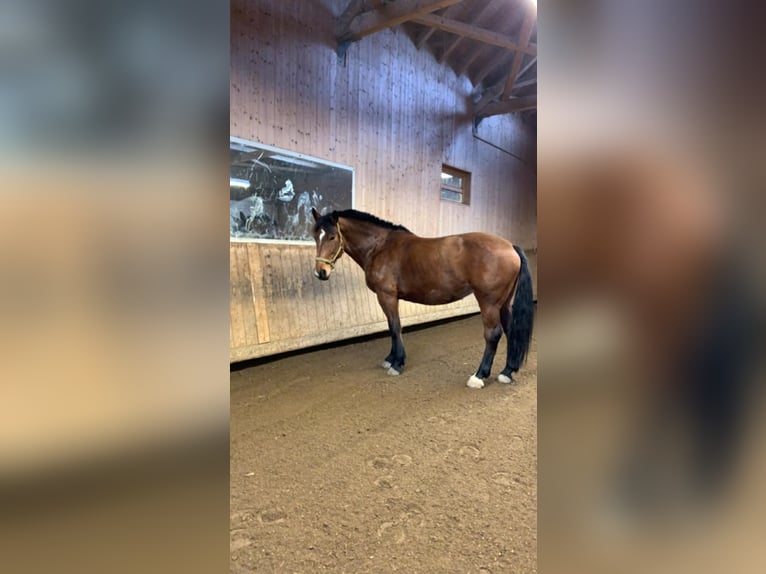 Warmblood polaco Yegua 14 años 165 cm Castaño in Ulm