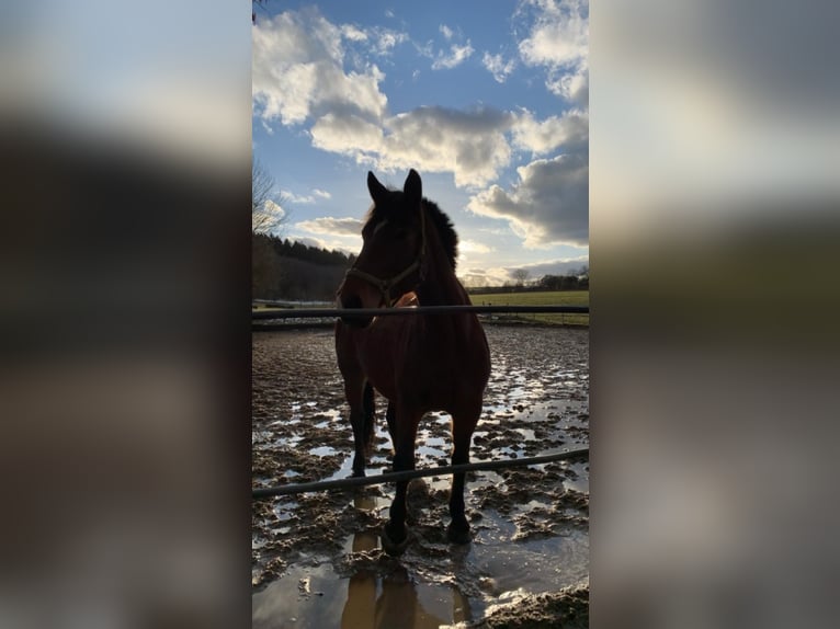 Warmblood polaco Yegua 14 años 165 cm Castaño in Ulm