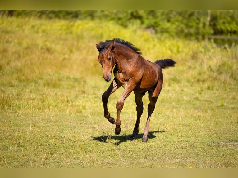 Warmblood polaco Yegua 14 años 168 cm Alazán in Wierzchucice