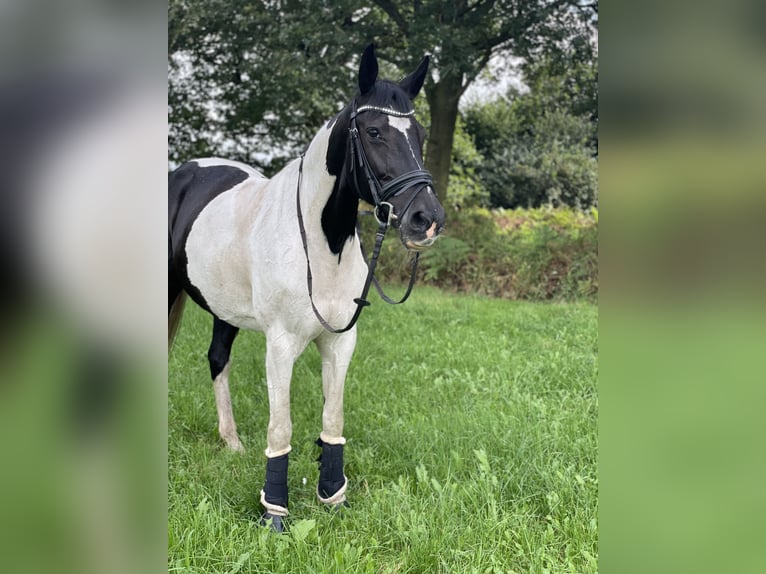 Warmblood polaco Yegua 15 años 168 cm Pío in Tangstedt