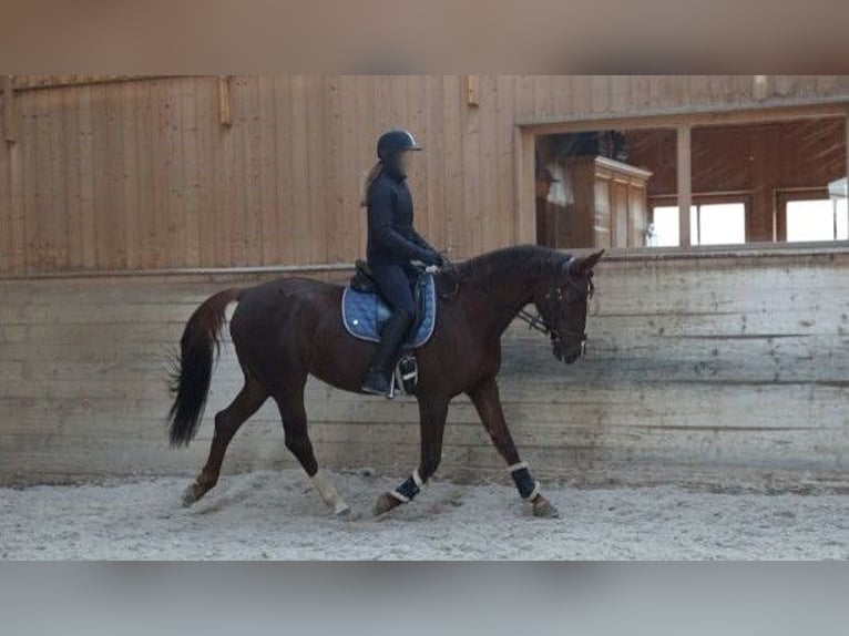 Warmblood polaco Yegua 16 años 164 cm Alazán in Hohenbrunn