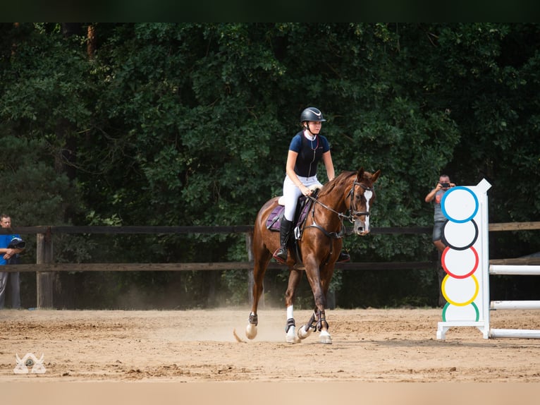 Warmblood polaco Yegua 16 años 165 cm Alazán in Białystok