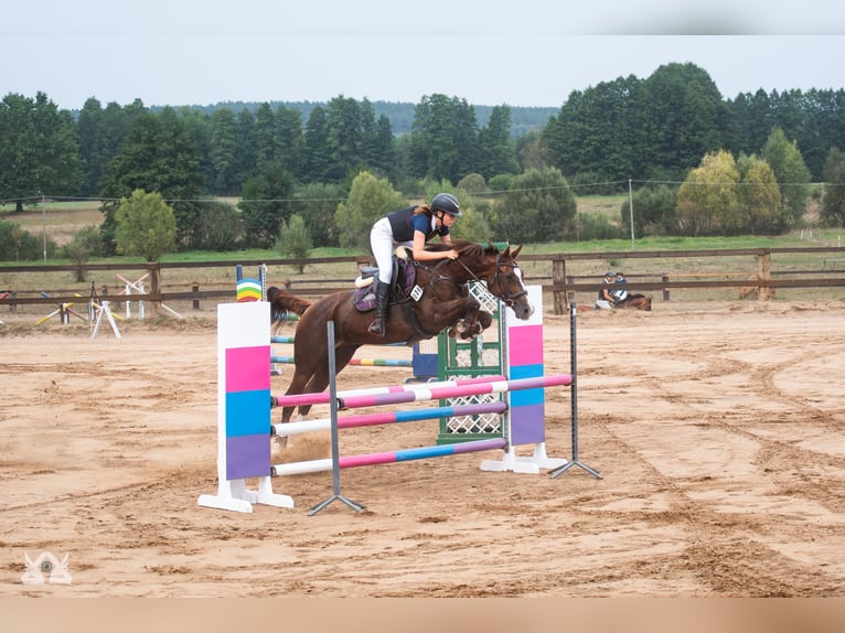 Warmblood polaco Yegua 16 años 165 cm Alazán in Białystok