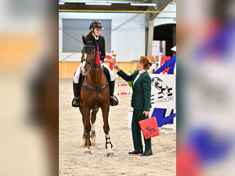 Warmblood polaco Yegua 16 años 165 cm Alazán in Białystok