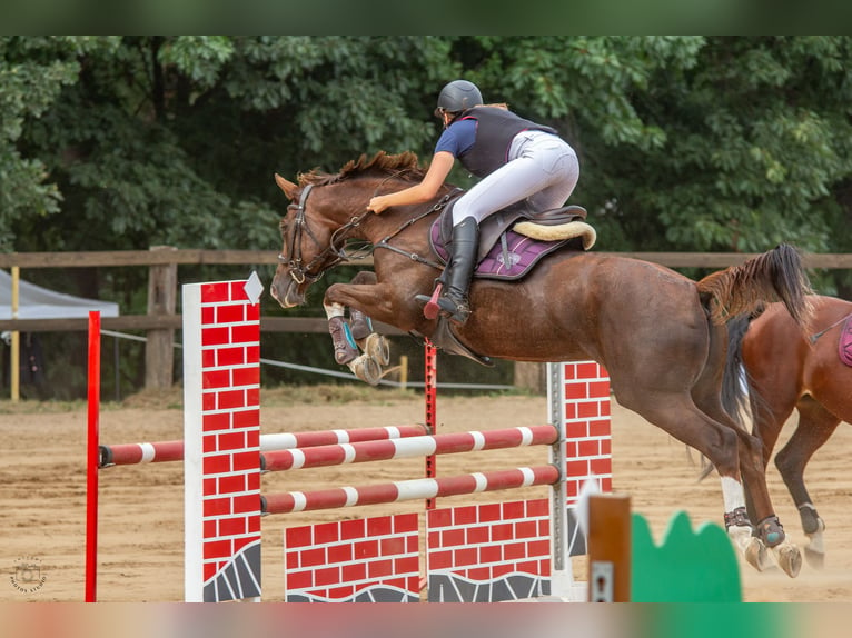 Warmblood polaco Yegua 16 años 165 cm Alazán in Białystok