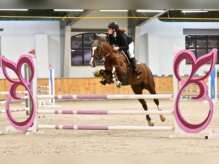 Warmblood polaco Yegua 16 años 165 cm Alazán in Białystok