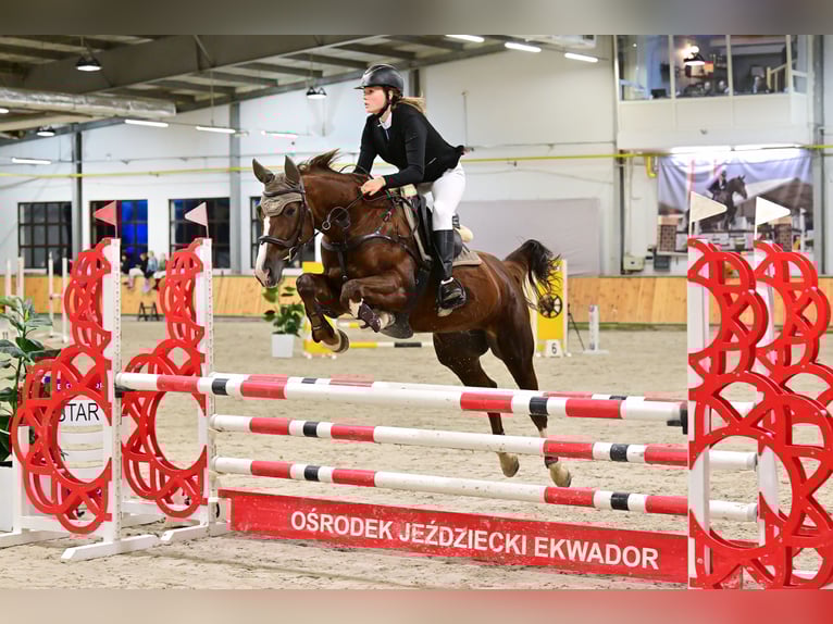 Warmblood polaco Yegua 16 años 165 cm Alazán in Białystok
