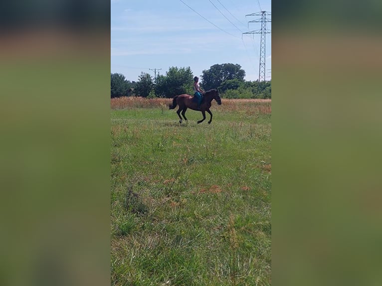 Warmblood polaco Yegua 16 años 165 cm Castaño in Mikorzyn