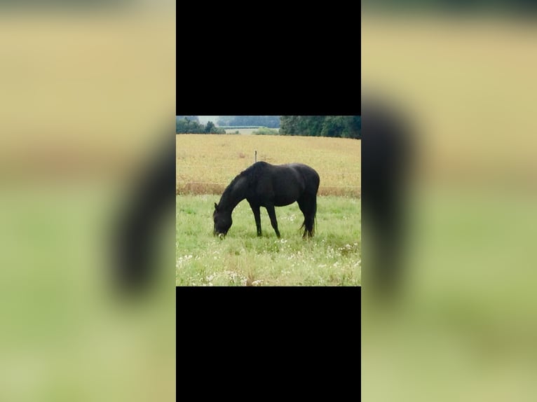 Warmblood polaco Yegua 17 años 165 cm Negro in Neuhofen im Innkreis