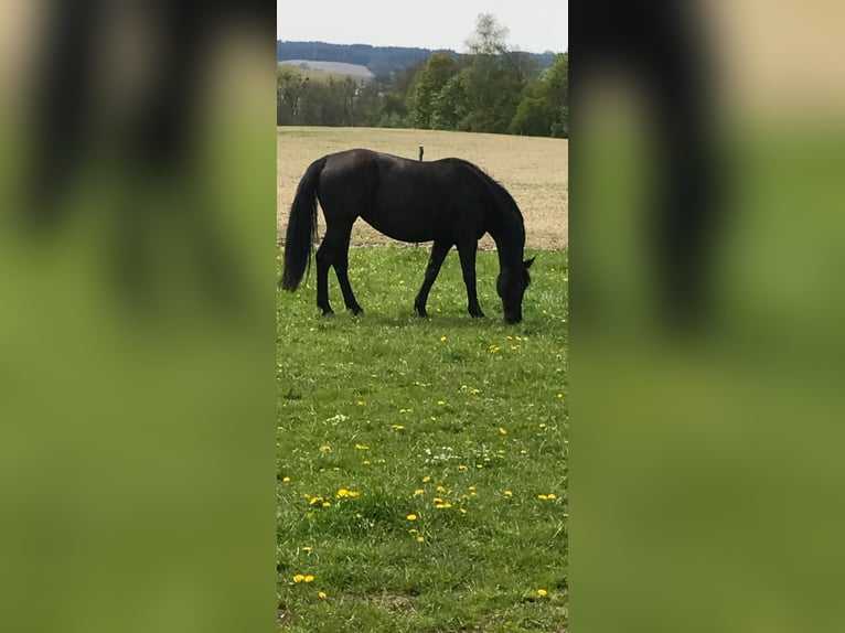 Warmblood polaco Yegua 17 años 165 cm Negro in Neuhofen im Innkreis