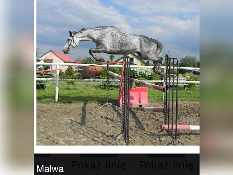 Warmblood polaco Yegua 18 años 166 cm Tordo in Papenhagen