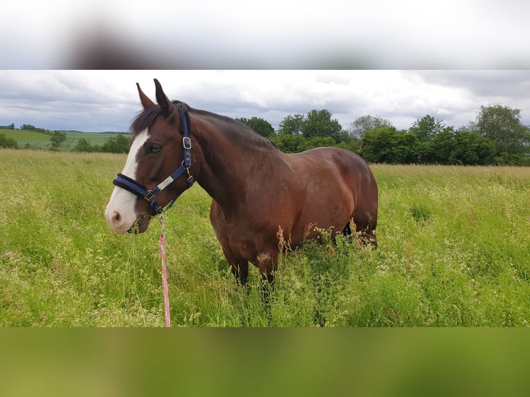 Warmblood polaco Yegua 19 años 157 cm Castaño in Wertheim, Nassig