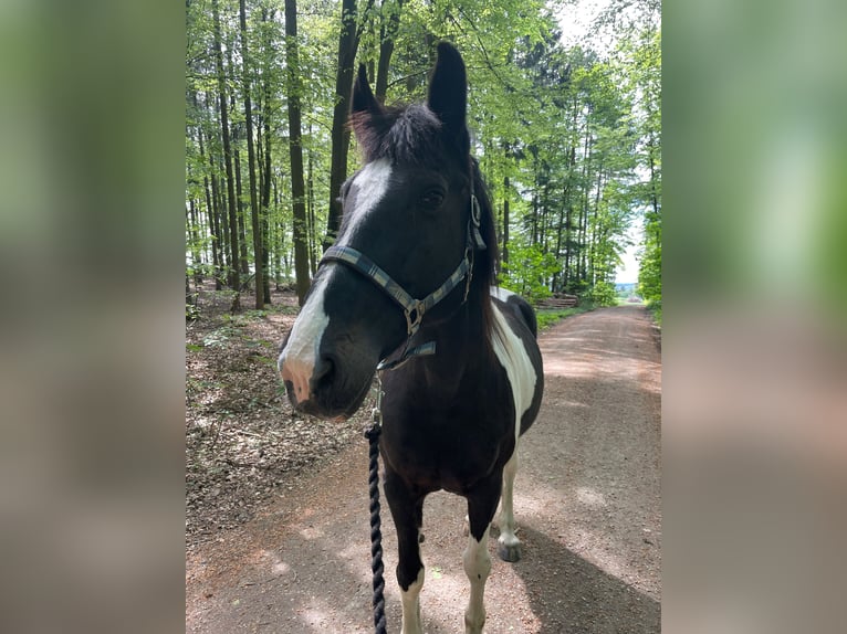 Warmblood polaco Yegua 19 años 162 cm Pío in Aresing