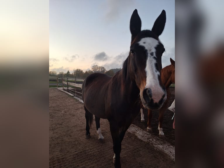 Warmblood polaco Yegua 19 años 165 cm in Wollbach