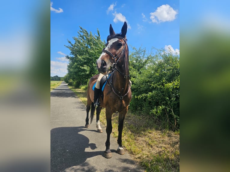 Warmblood polaco Yegua 19 años 165 cm in Wollbach