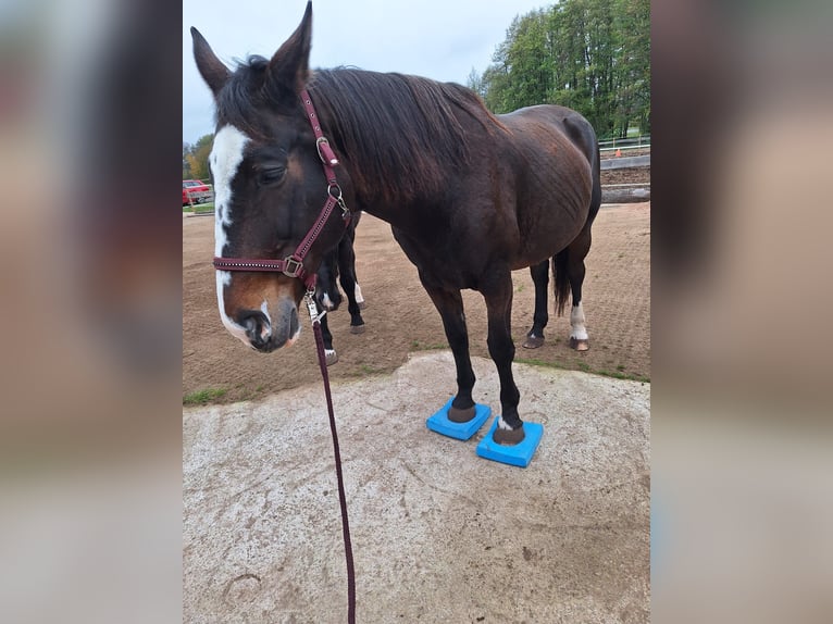 Warmblood polaco Yegua 19 años 165 cm in Wollbach