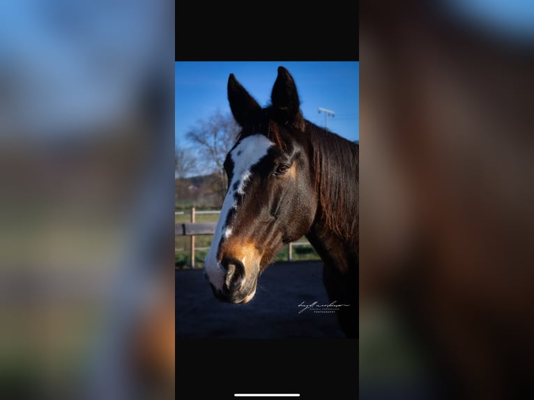 Warmblood polaco Yegua 19 años 165 cm in Wollbach