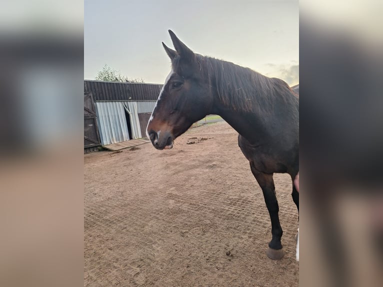 Warmblood polaco Yegua 19 años 165 cm in Wollbach