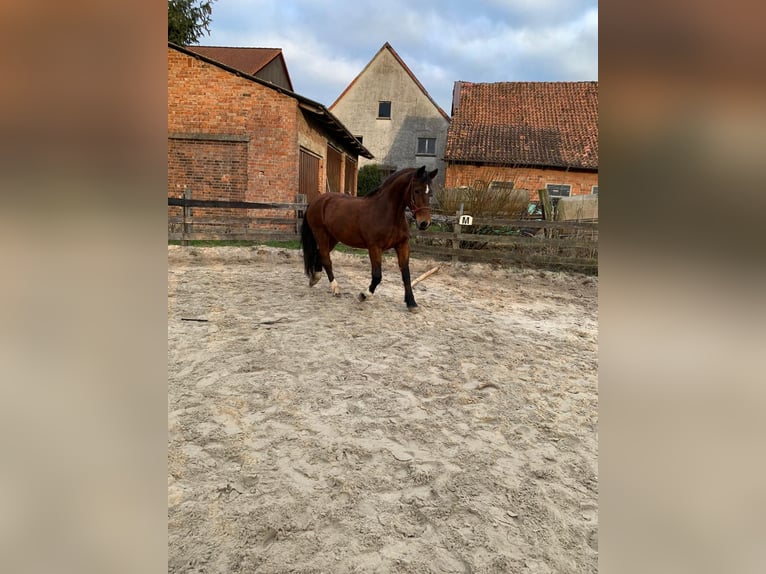 Warmblood polaco Yegua 19 años 168 cm Castaño in Hattorf am Harz