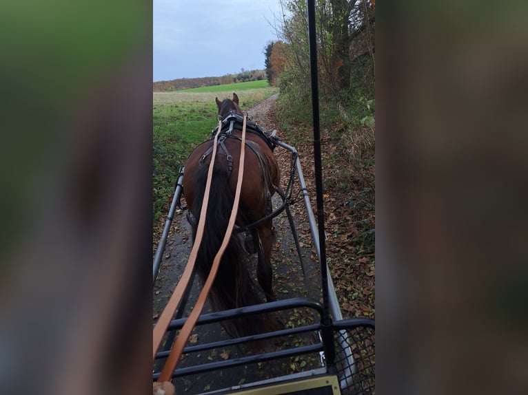 Warmblood polaco Yegua 19 años 168 cm Castaño in Hattorf am Harz