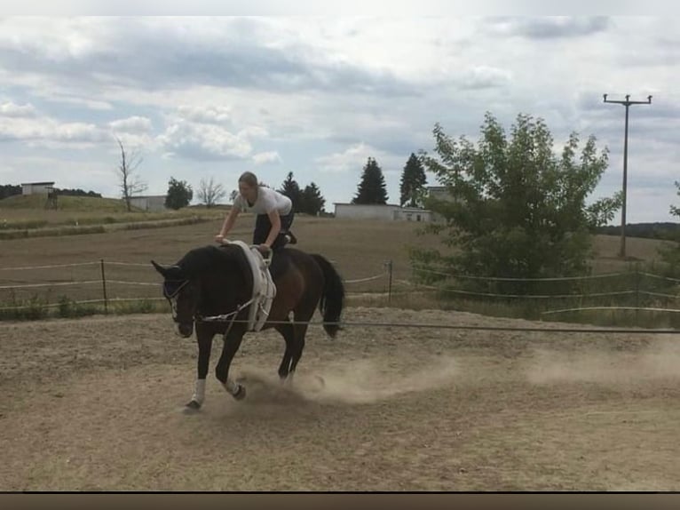 Warmblood polaco Yegua 19 años 170 cm Castaño oscuro in Wollbach