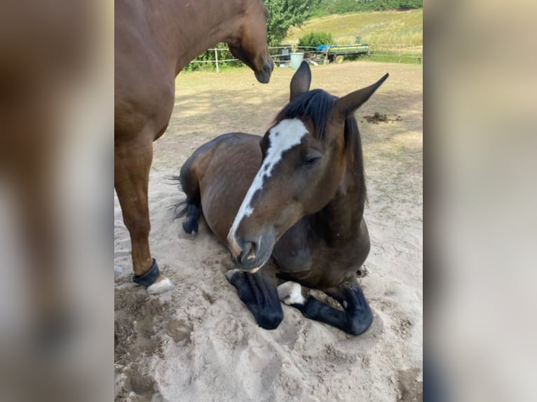 Warmblood polaco Yegua 19 años 170 cm Castaño oscuro in Wollbach
