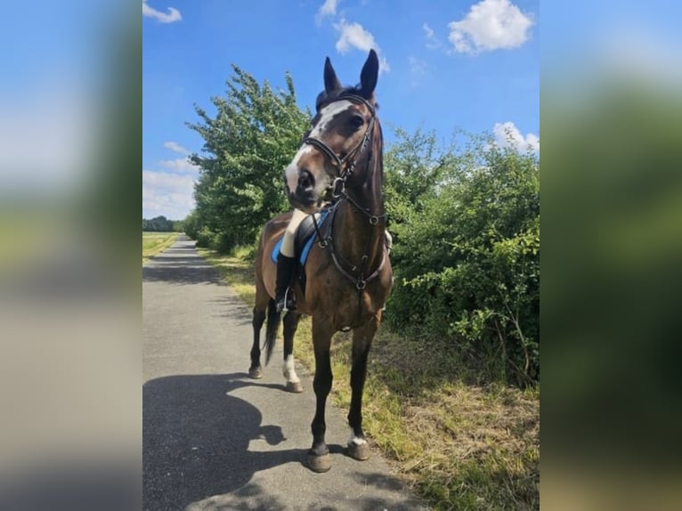 Warmblood polaco Yegua 19 años 170 cm Castaño oscuro in Wollbach