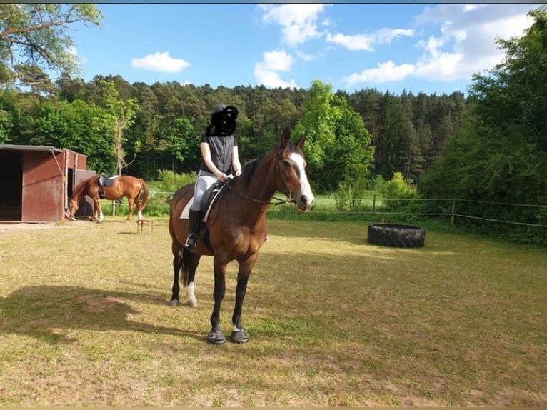 Warmblood polaco Yegua 19 años 170 cm Castaño oscuro in Wollbach