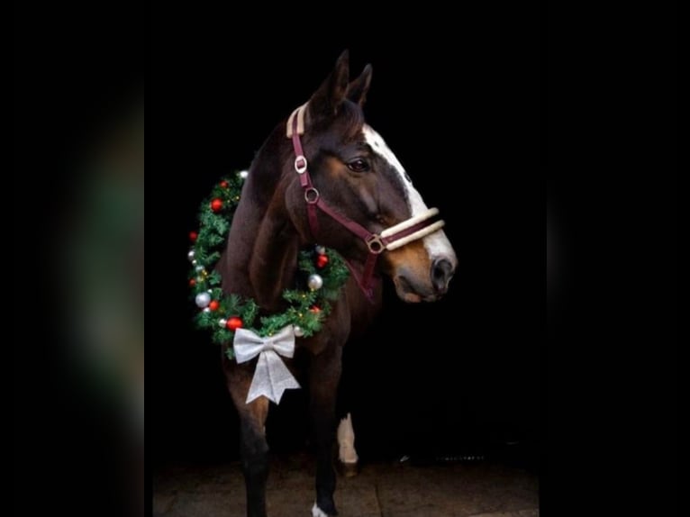 Warmblood polaco Yegua 19 años 170 cm Castaño oscuro in Wollbach