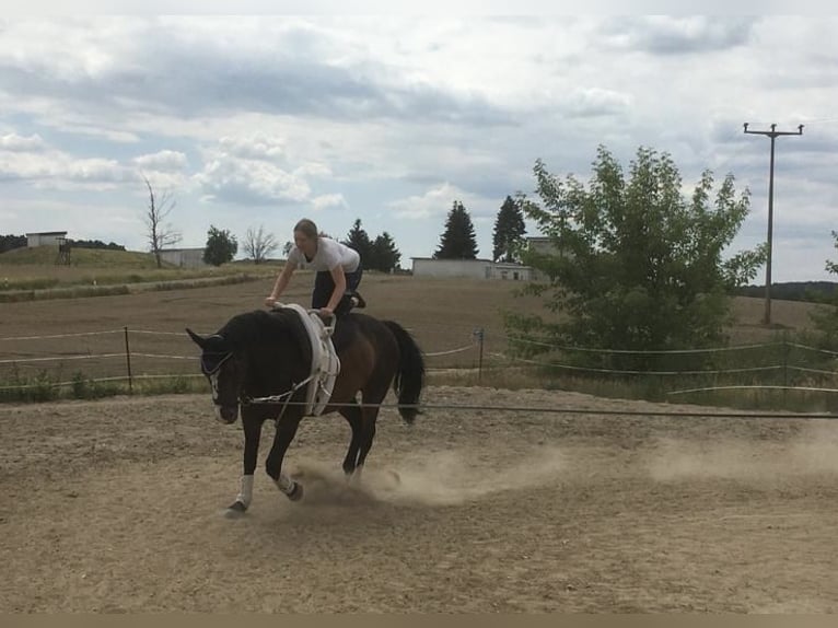 Warmblood polaco Yegua 19 años 170 cm Castaño oscuro in Wollbach