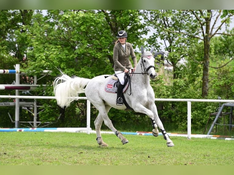 Warmblood polaco Yegua 19 años 172 cm Tordo in Lassee