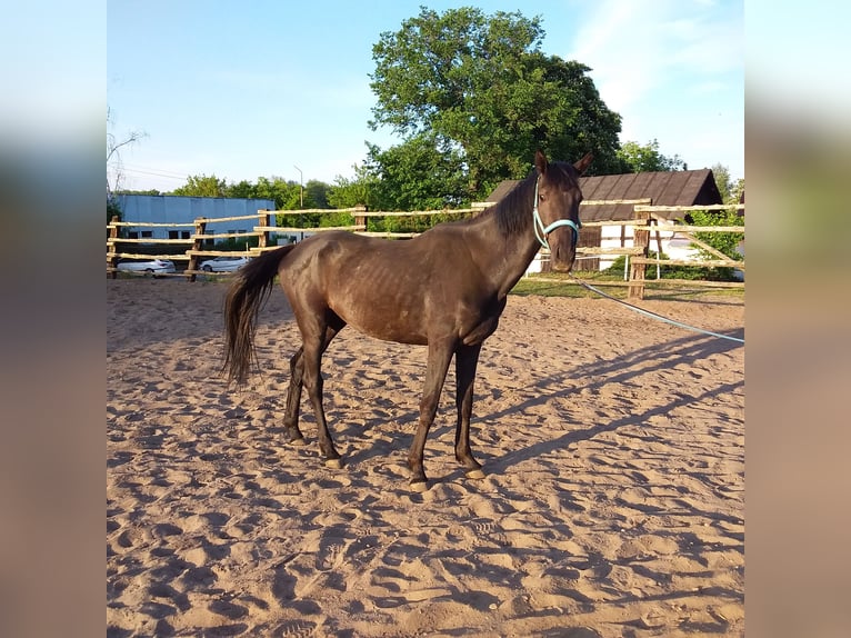 Warmblood polaco Yegua 3 años 170 cm Tordo in Poznań