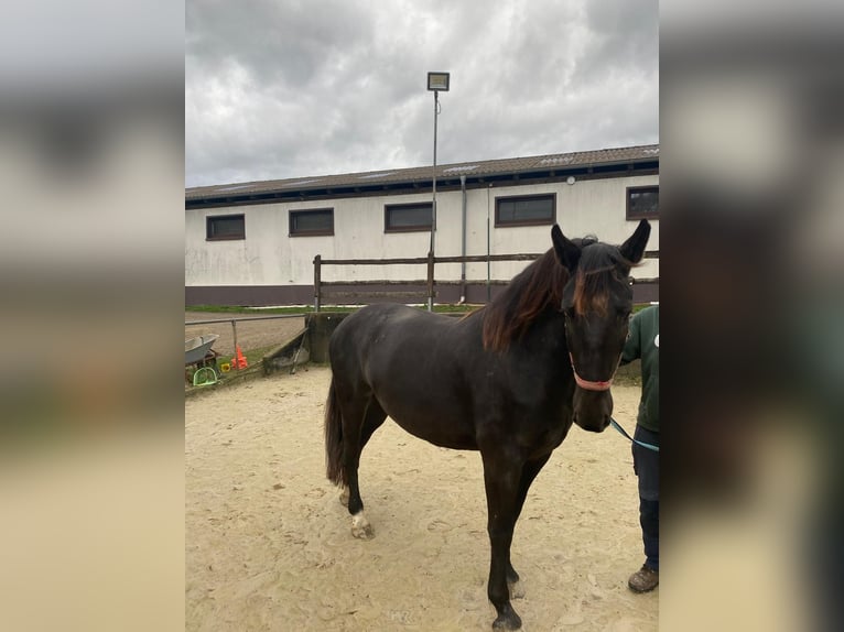 Warmblood polaco Yegua 4 años 163 cm Castaño oscuro in Odenthal