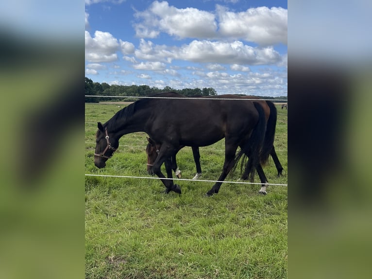 Warmblood polaco Yegua 4 años 165 cm Castaño oscuro in Papenhagen