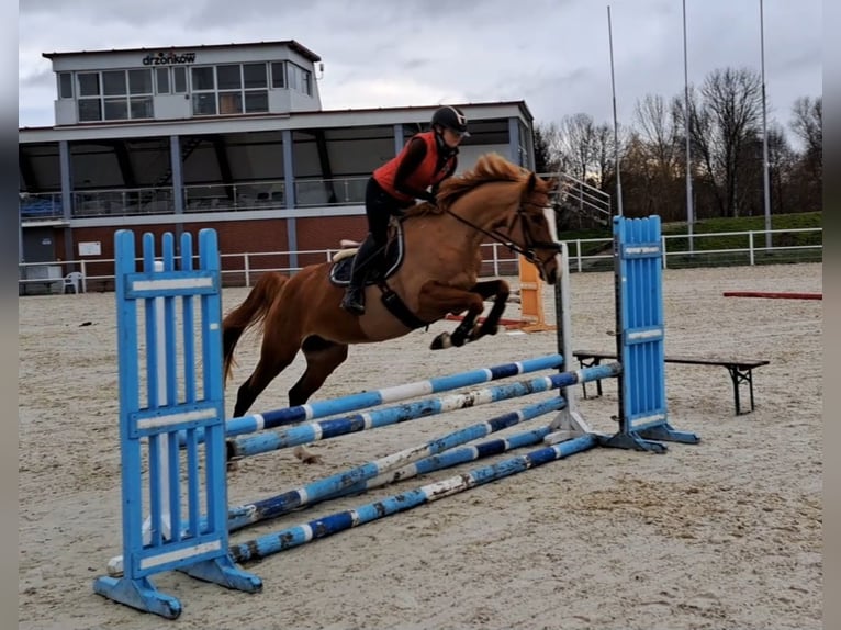 Warmblood polaco Yegua 4 años 168 cm Alazán in Forst