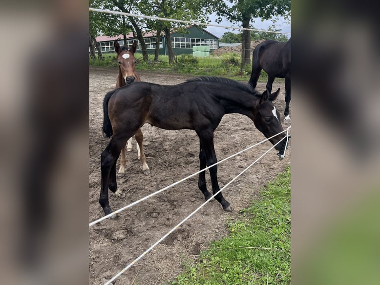 Warmblood polaco Yegua 4 años 168 cm Tordo in Papenhagen