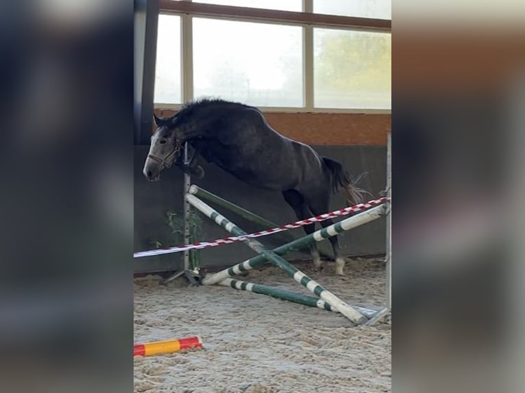 Warmblood polaco Yegua 4 años 168 cm Tordo in Papenhagen