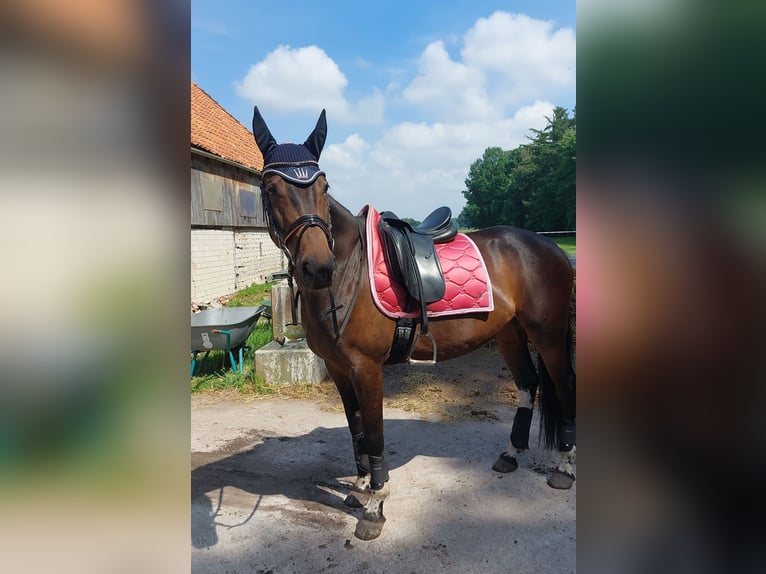 Warmblood polaco Yegua 6 años 160 cm Castaño oscuro in Kirchlinteln