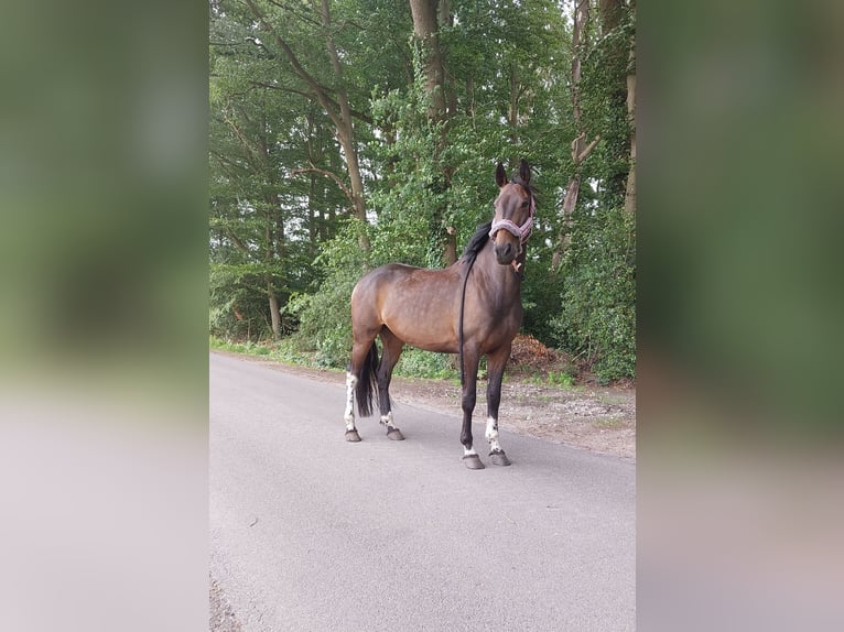 Warmblood polaco Yegua 6 años 160 cm Castaño oscuro in Kirchlinteln