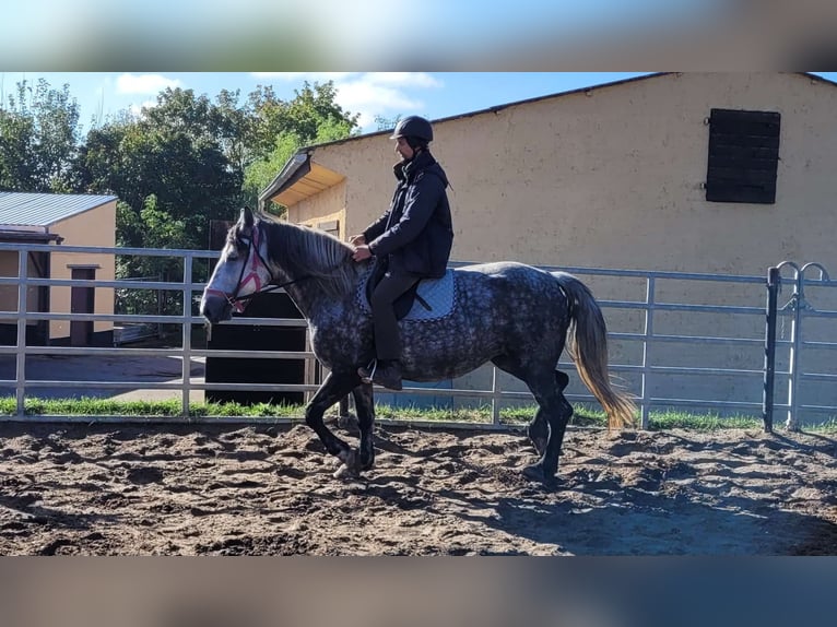 Warmblood polaco Yegua 6 años 160 cm Tordo rodado in Buttstädt