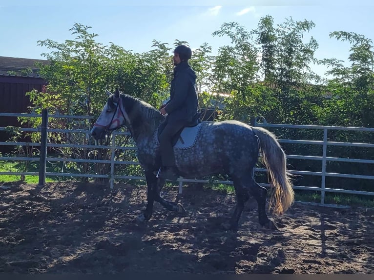 Warmblood polaco Yegua 6 años 160 cm Tordo rodado in Buttstädt