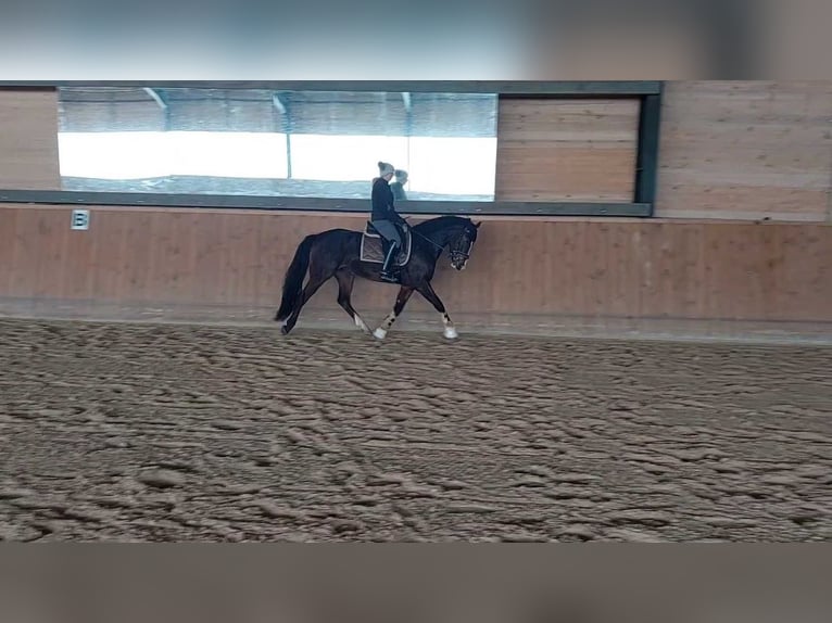 Warmblood polaco Yegua 6 años 163 cm Castaño in Cz&#x142;uch&#xF3;w