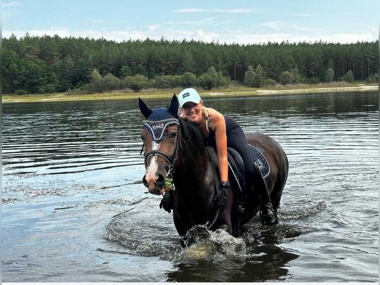 Warmblood polaco Yegua 6 años 163 cm Castaño in Cz&#x142;uch&#xF3;w